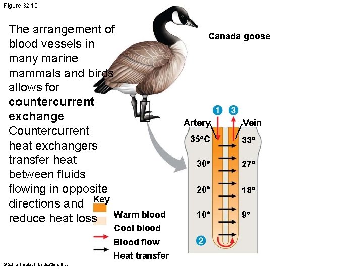 Figure 32. 15 The arrangement of blood vessels in many marine mammals and birds