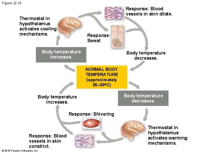 Figure 32. 16 Response: Blood vessels in skin dilate. Thermostat in hypothalamus activates cooling