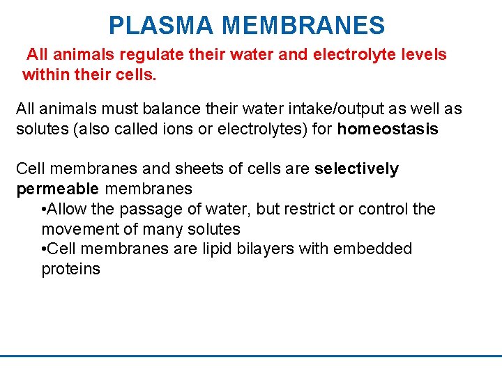 PLASMA MEMBRANES All animals regulate their water and electrolyte levels within their cells. All