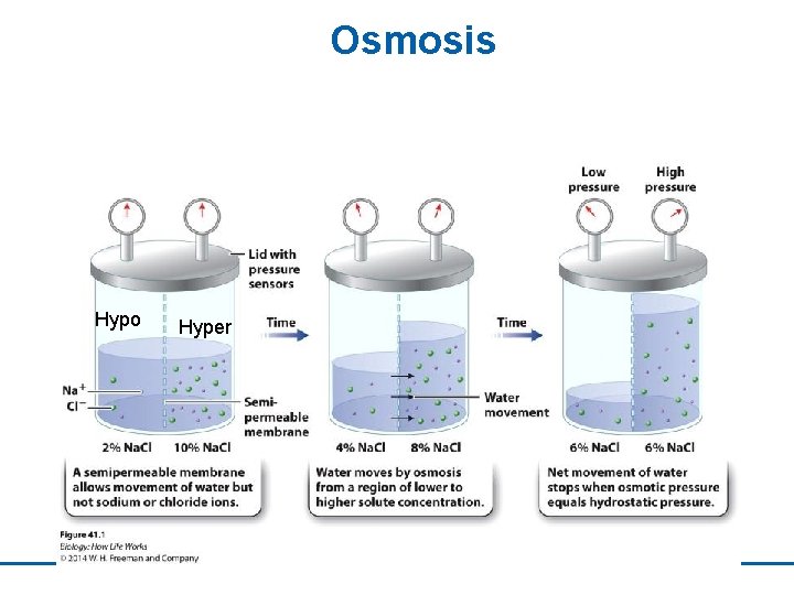 Osmosis Hypo Hyper 