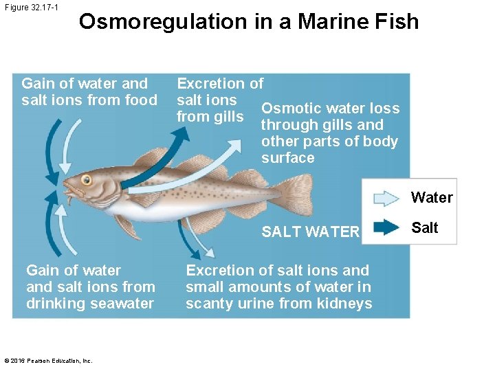 Figure 32. 17 -1 Osmoregulation in a Marine Fish Gain of water and salt