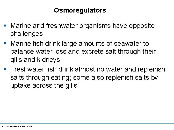 Osmoregulators § Marine and freshwater organisms have opposite challenges § Marine fish drink large