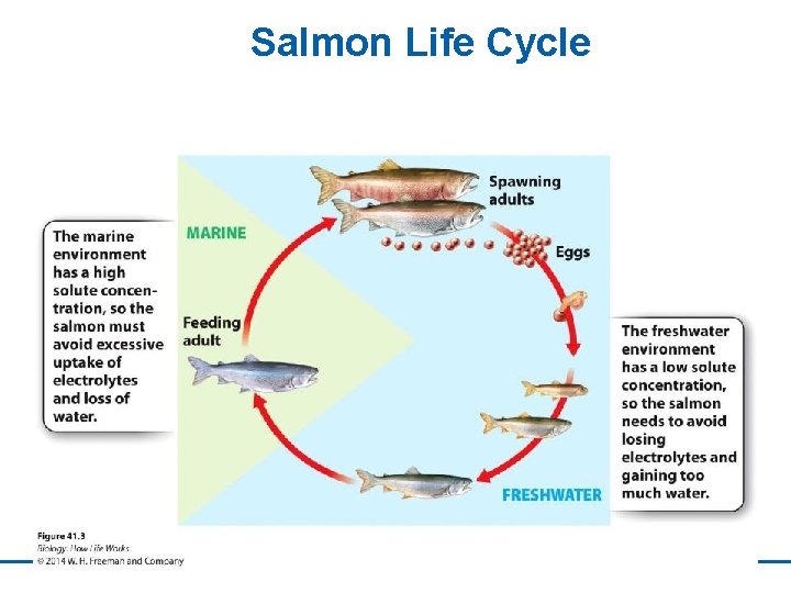 Salmon Life Cycle 