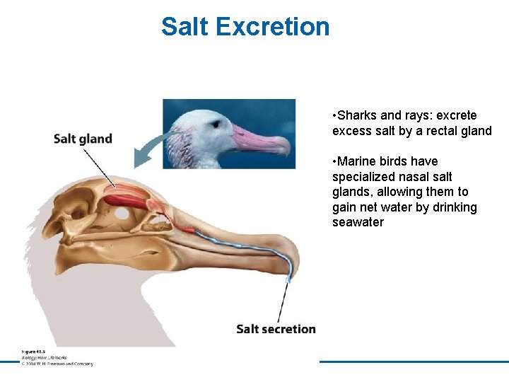 Salt Excretion • Sharks and rays: excrete excess salt by a rectal gland •