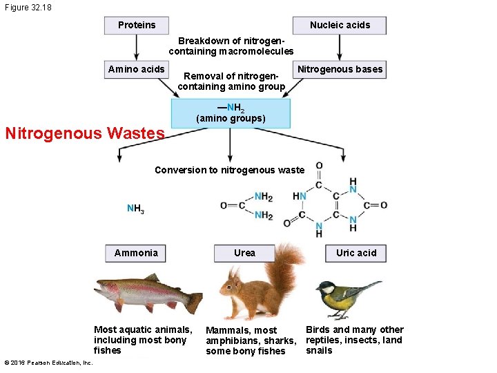 Figure 32. 18 Nucleic acids Proteins Breakdown of nitrogencontaining macromolecules Amino acids Removal of