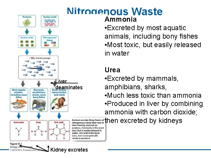 Nitrogenous Waste Ammonia • Excreted by most aquatic animals, including bony fishes • Most