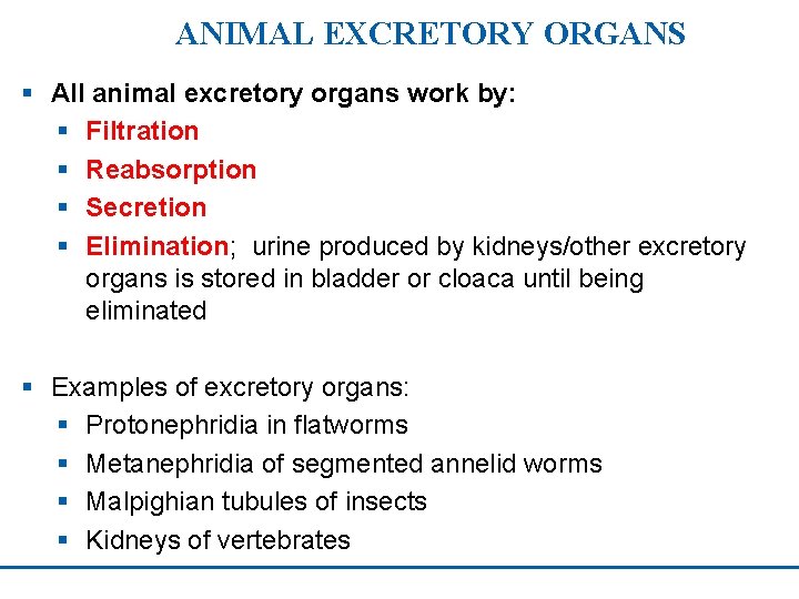 ANIMAL EXCRETORY ORGANS § All animal excretory organs work by: § Filtration § Reabsorption