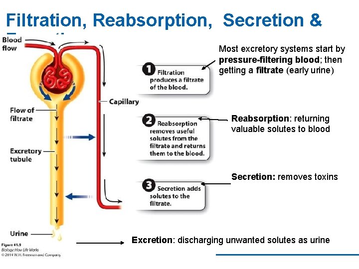 Filtration, Reabsorption, Secretion & Excretion Most excretory systems start by pressure-filtering blood; then getting