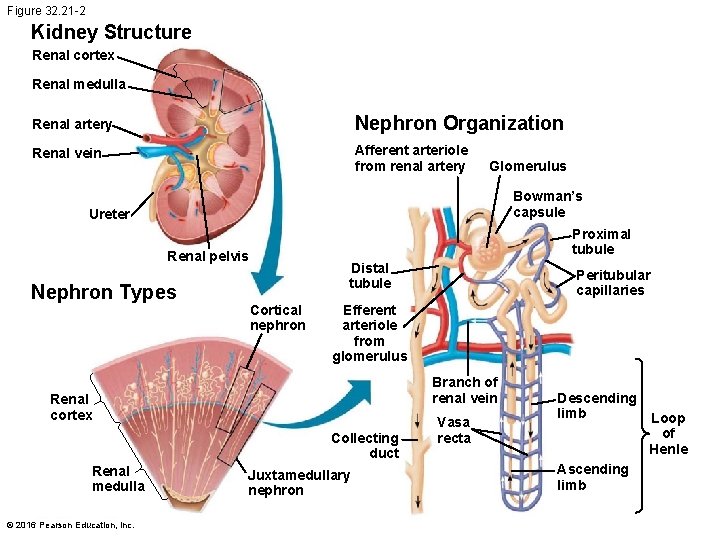Figure 32. 21 -2 Kidney Structure Renal cortex Renal medulla Renal artery Nephron Organization