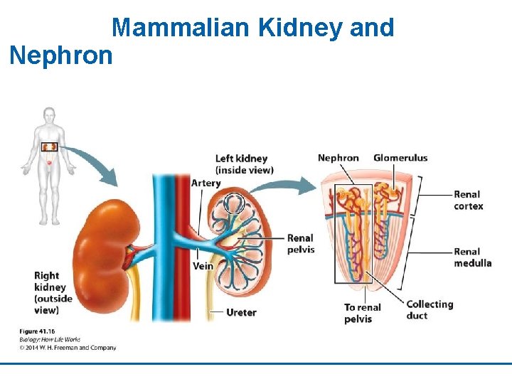 Mammalian Kidney and Nephron 