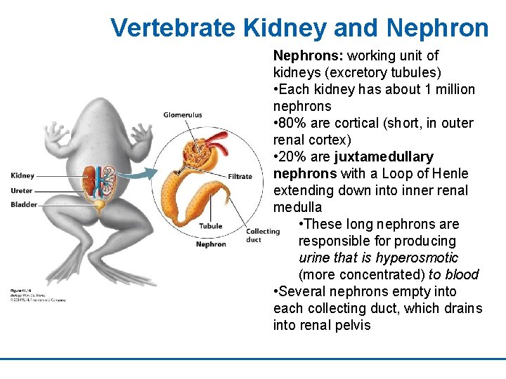 Vertebrate Kidney and Nephrons: working unit of kidneys (excretory tubules) • Each kidney has