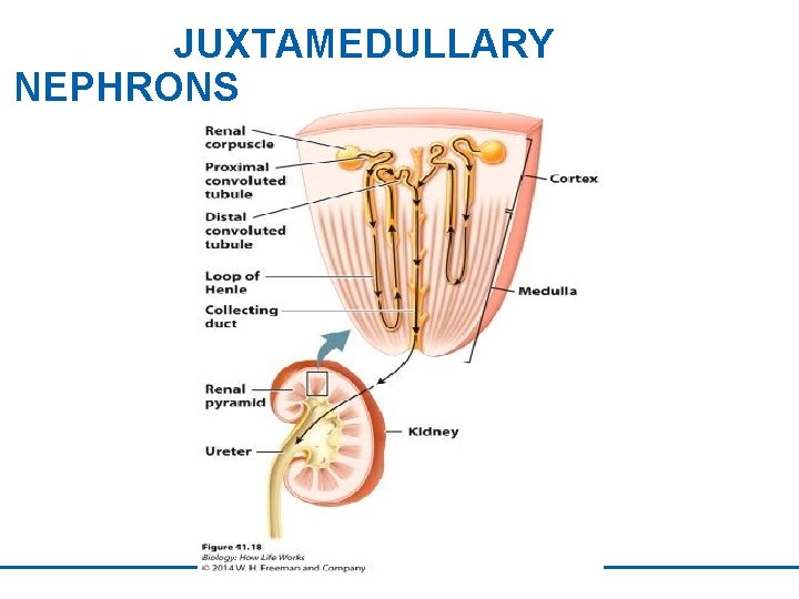 JUXTAMEDULLARY NEPHRONS 