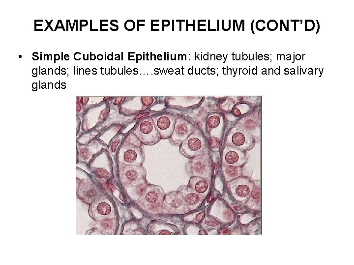 EXAMPLES OF EPITHELIUM (CONT’D) • Simple Cuboidal Epithelium: kidney tubules; major glands; lines tubules….