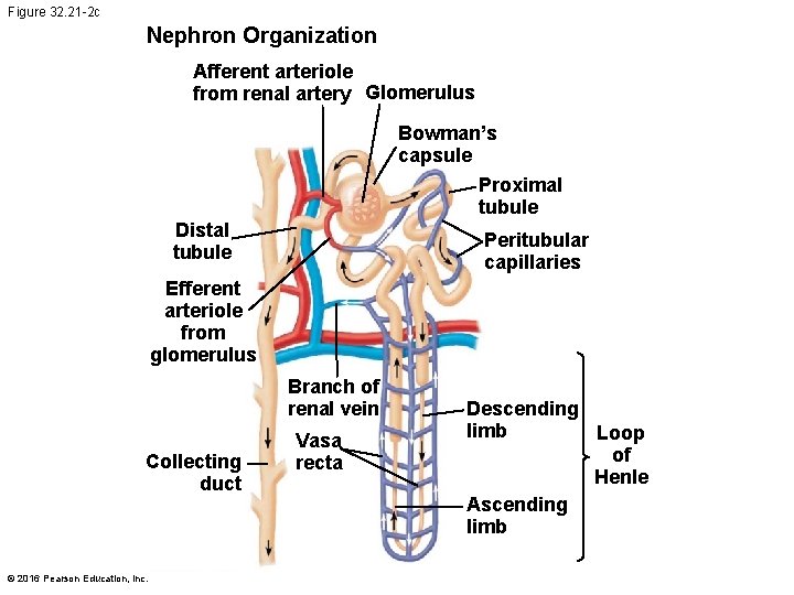 Figure 32. 21 -2 c Nephron Organization Afferent arteriole from renal artery Glomerulus Bowman’s