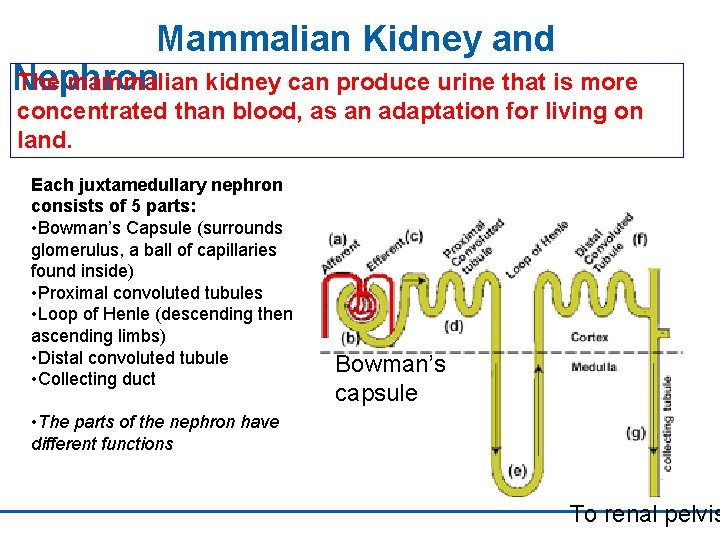 Mammalian Kidney and Nephron The mammalian kidney can produce urine that is more concentrated