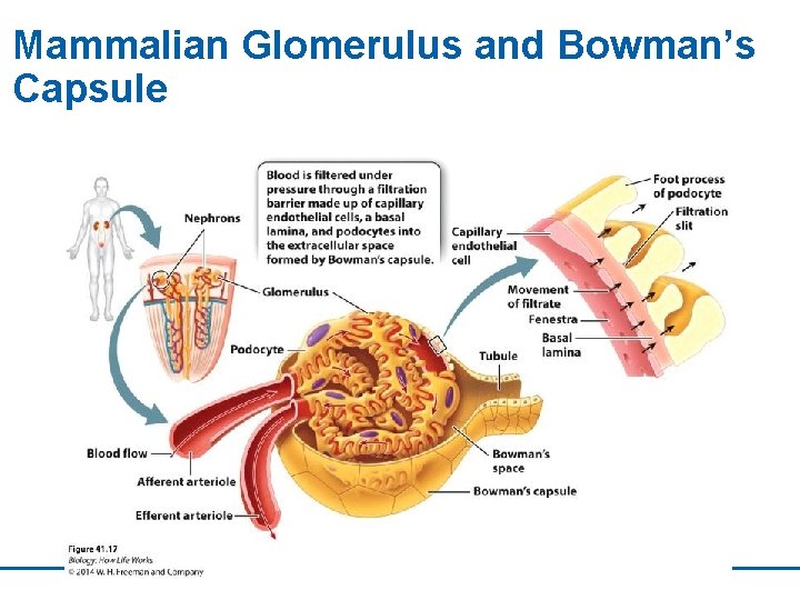 Mammalian Glomerulus and Bowman’s Capsule 