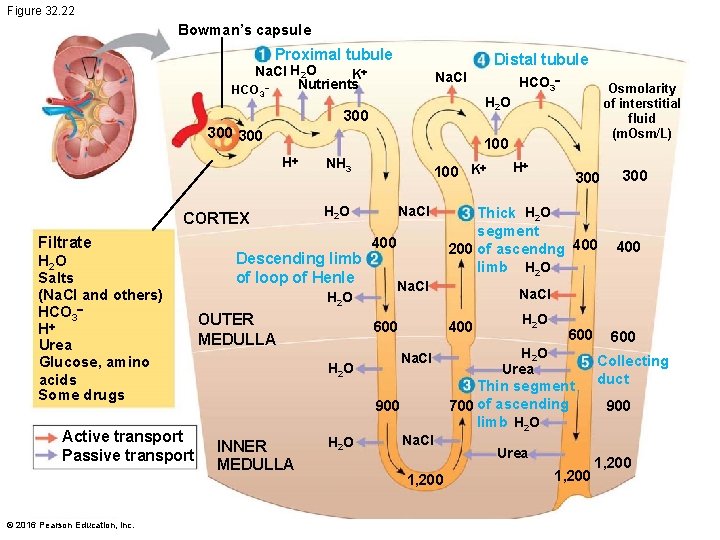 Figure 32. 22 Bowman’s capsule Proximal tubule Distal tubule Na. Cl H 2 O