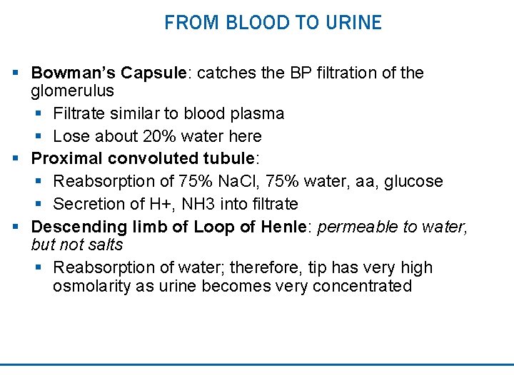 FROM BLOOD TO URINE § Bowman’s Capsule: catches the BP filtration of the glomerulus