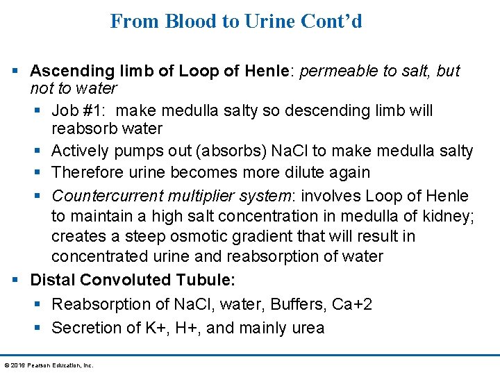 From Blood to Urine Cont’d § Ascending limb of Loop of Henle: permeable to