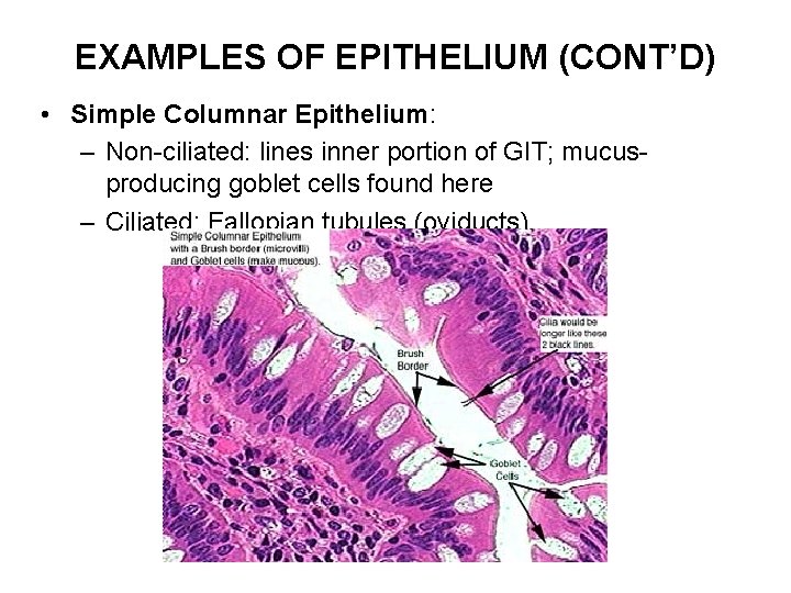 EXAMPLES OF EPITHELIUM (CONT’D) • Simple Columnar Epithelium: – Non-ciliated: lines inner portion of