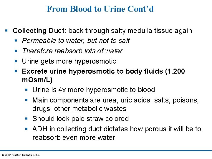 From Blood to Urine Cont’d § Collecting Duct: back through salty medulla tissue again
