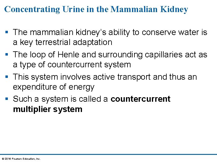Concentrating Urine in the Mammalian Kidney § The mammalian kidney’s ability to conserve water