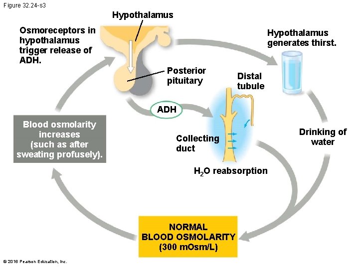 Figure 32. 24 -s 3 Hypothalamus Osmoreceptors in hypothalamus trigger release of ADH. Hypothalamus