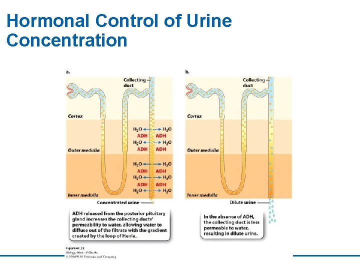 Hormonal Control of Urine Concentration 