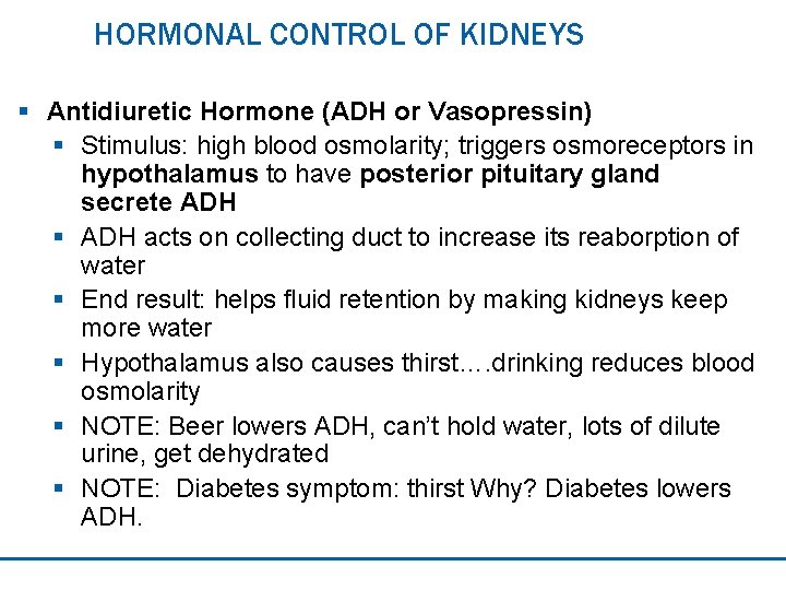 HORMONAL CONTROL OF KIDNEYS § Antidiuretic Hormone (ADH or Vasopressin) § Stimulus: high blood