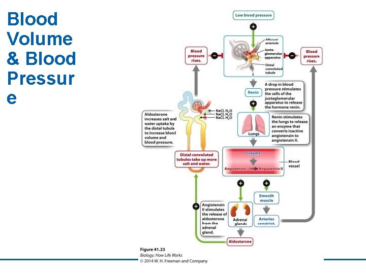 Blood Volume & Blood Pressur e 