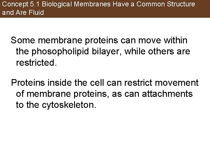 Concept 5. 1 Biological Membranes Have a Common Structure and Are Fluid Some membrane