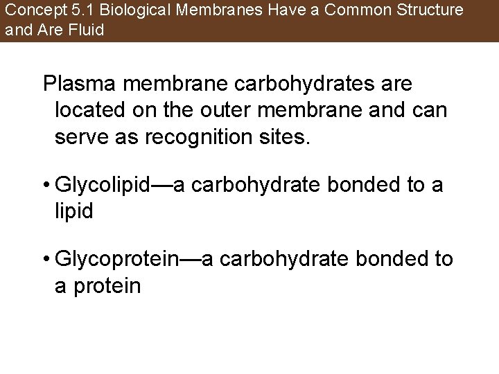 Concept 5. 1 Biological Membranes Have a Common Structure and Are Fluid Plasma membrane