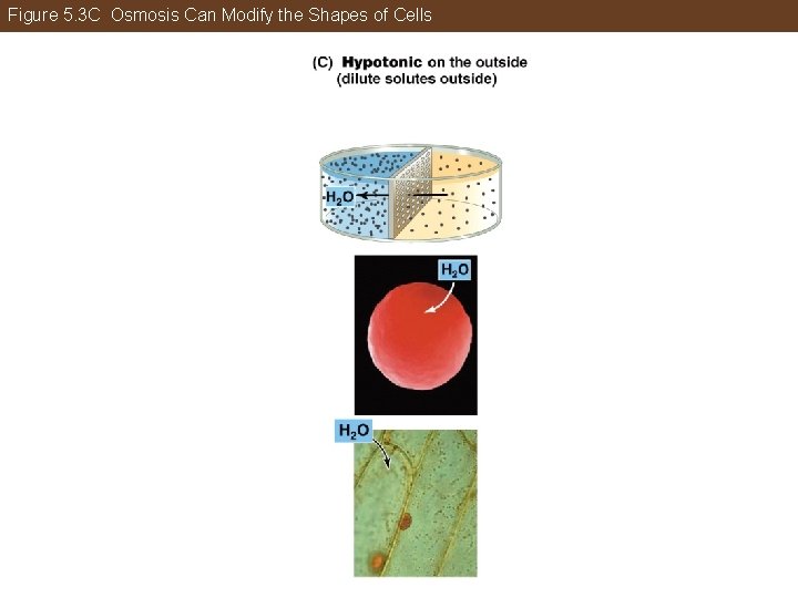 Figure 5. 3 C Osmosis Can Modify the Shapes of Cells 