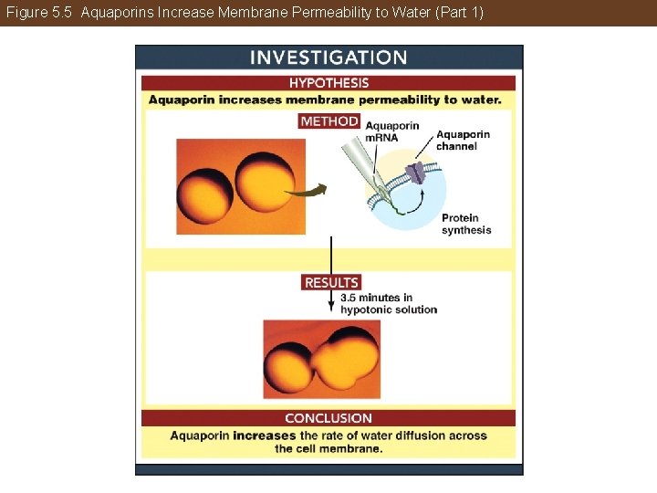 Figure 5. 5 Aquaporins Increase Membrane Permeability to Water (Part 1) 