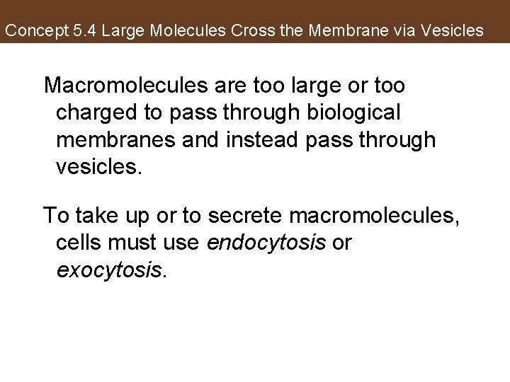 Concept 5. 4 Large Molecules Cross the Membrane via Vesicles Macromolecules are too large