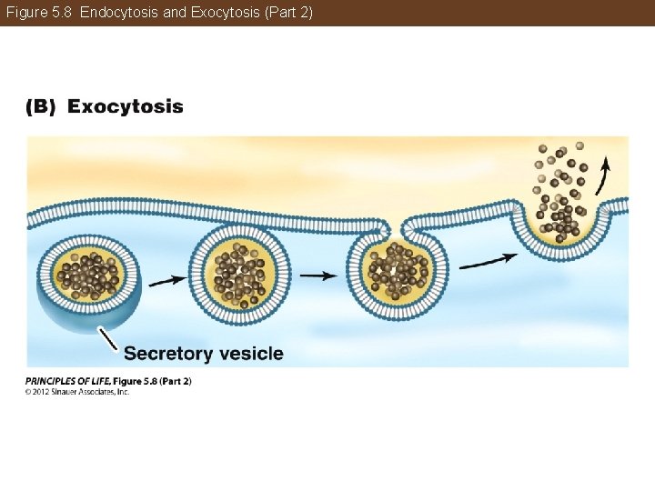 Figure 5. 8 Endocytosis and Exocytosis (Part 2) 