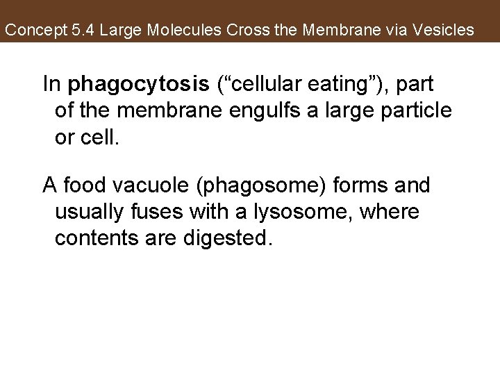 Concept 5. 4 Large Molecules Cross the Membrane via Vesicles In phagocytosis (“cellular eating”),
