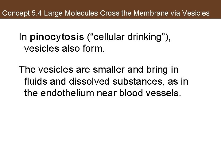 Concept 5. 4 Large Molecules Cross the Membrane via Vesicles In pinocytosis (“cellular drinking”),