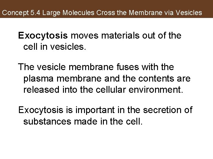 Concept 5. 4 Large Molecules Cross the Membrane via Vesicles Exocytosis moves materials out