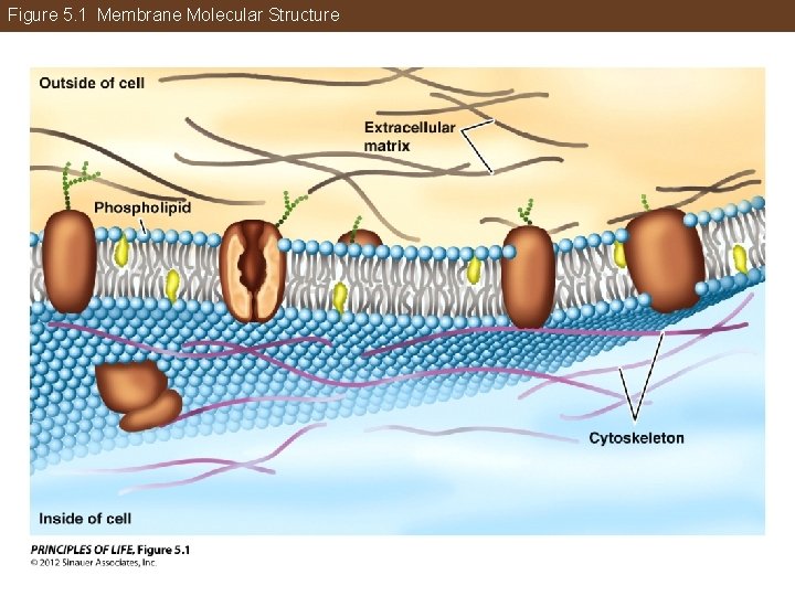 Figure 5. 1 Membrane Molecular Structure 