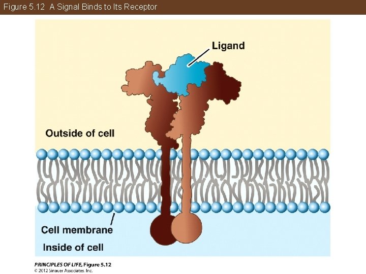 Figure 5. 12 A Signal Binds to Its Receptor 