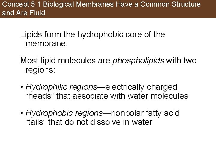 Concept 5. 1 Biological Membranes Have a Common Structure and Are Fluid Lipids form
