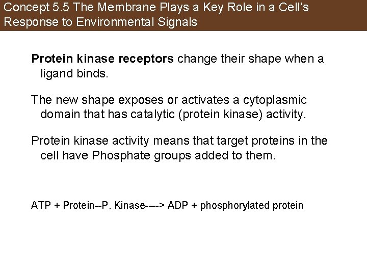 Concept 5. 5 The Membrane Plays a Key Role in a Cell’s Response to