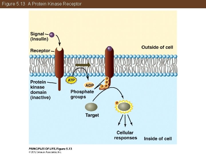 Figure 5. 13 A Protein Kinase Receptor 