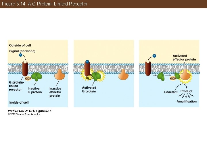 Figure 5. 14 A G Protein–Linked Receptor 