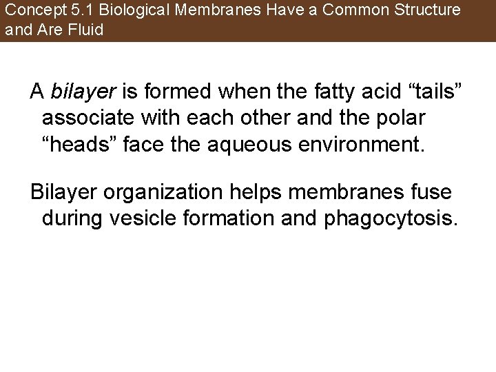 Concept 5. 1 Biological Membranes Have a Common Structure and Are Fluid A bilayer