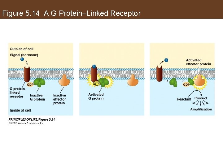 Figure 5. 14 A G Protein–Linked Receptor 