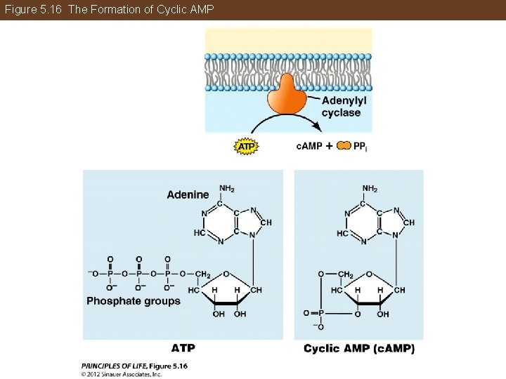 Figure 5. 16 The Formation of Cyclic AMP 