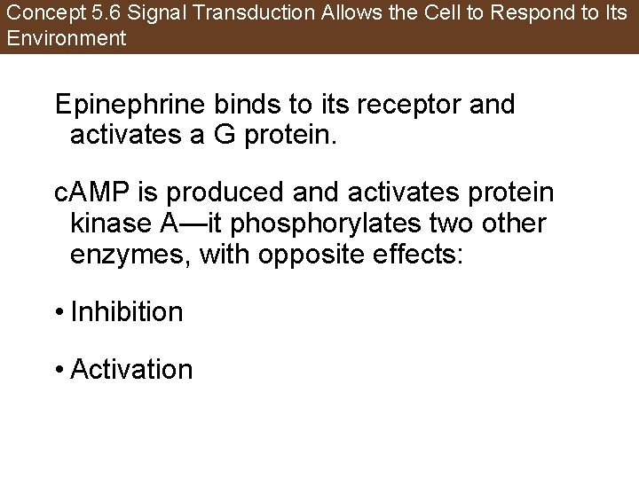 Concept 5. 6 Signal Transduction Allows the Cell to Respond to Its Environment Epinephrine