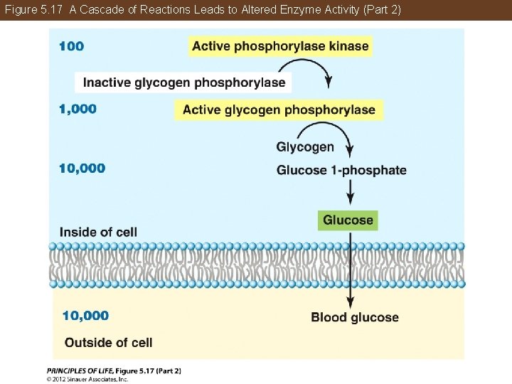 Figure 5. 17 A Cascade of Reactions Leads to Altered Enzyme Activity (Part 2)